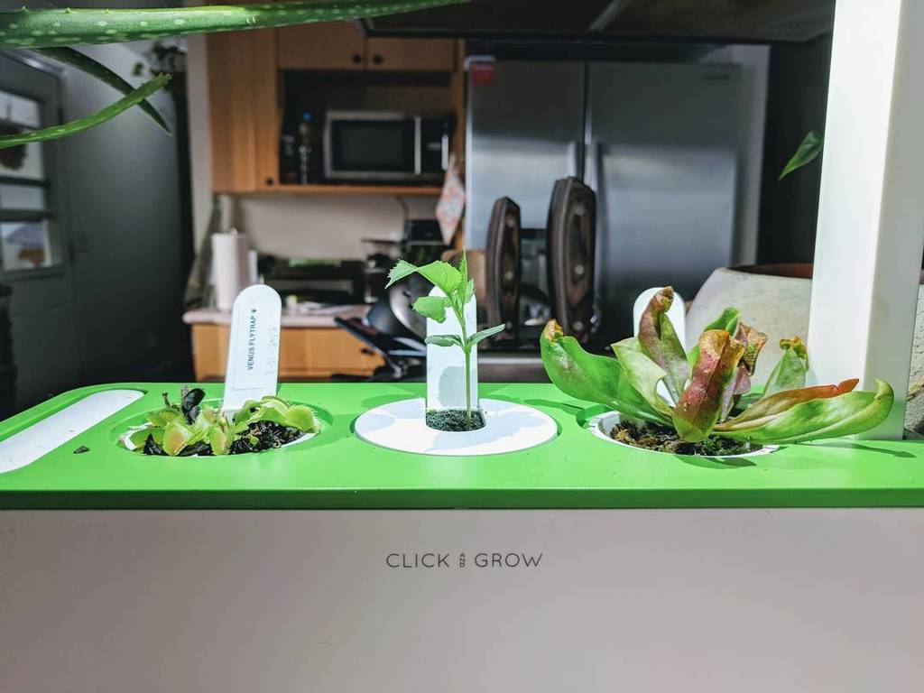 MorriganCora's tweet photo. My experimental garden.
.
.
.
#clickandgrow #clickgrow #carnivourousplant #pitcherplant #homegarden #kitchengarden… https://t.co/RKcEyAZIZE https://t.co/LsgxnvOmrf