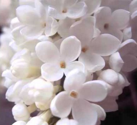 希望の花言葉 Twitterren ホワイトライラック ライラックの花はハート型をしていて フランスでは白いライラックは青春のシンボルとして親しまれています 花言葉は 青春の喜び 希望の花言葉 Twitterren ホワイトライラック ライラックの花はハート型をしていて フランスでは白いライラックは青春のシンボルとして親しまれています 花言葉は 青春の喜び