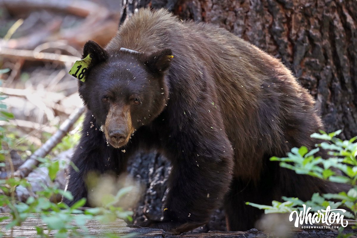 YoseConservancy's tweet photo. Planning a #Yosemite trip? #KeepBearsWild by driving slowly, storing food &amp; keeping your distance. More tips: https://t.co/KD2mQXTQ8X https://t.co/PEF0XRwwJ9