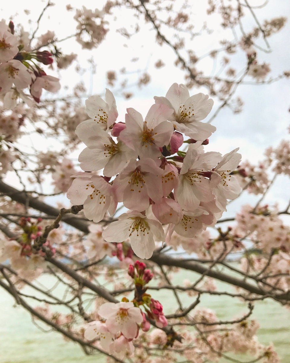 RoroMuzic's tweet photo. 🌸🇯🇵🌸 https://t.co/NFTYoxB05D