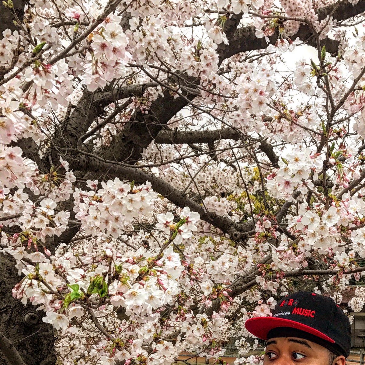 RoroMuzic's tweet photo. 🌸🇯🇵🌸 https://t.co/NFTYoxB05D