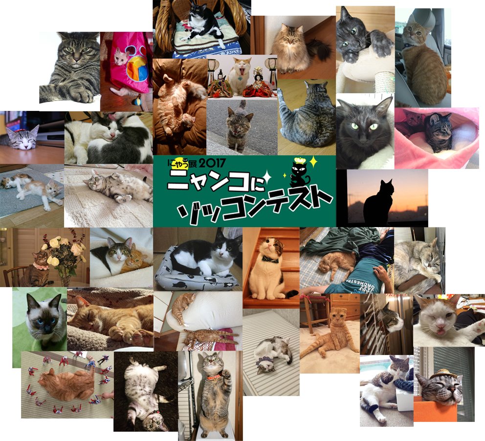 猫写真コンテスト Hashtag On Twitter