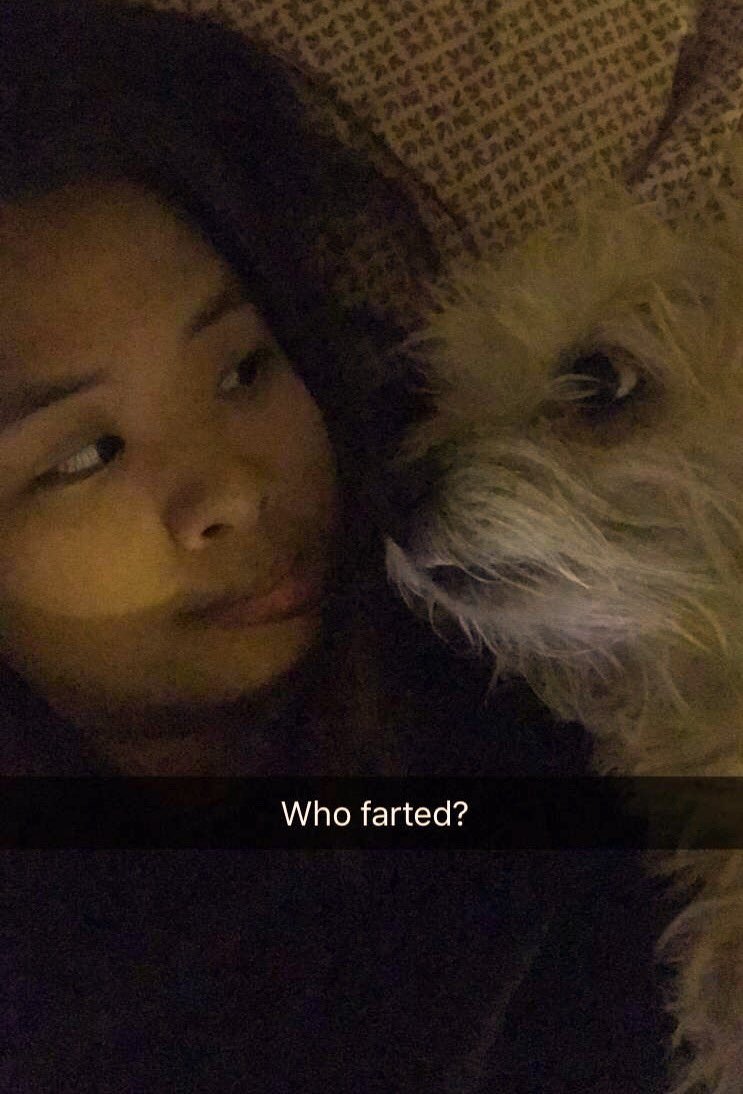 Amanda_Tith's tweet photo. #ilovemydog #cairnterrier #dog #fart https://t.co/j5lY3jYS7g