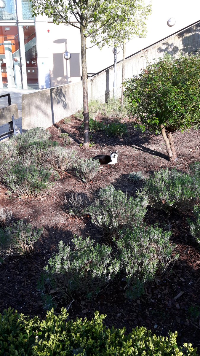 Darja_Brigida's tweet photo. Just met the campus cat before taking Hotel Operations Exam - luck is on our side 😁😉💪 #EHSlife #EHS https://t.co/FdPOevCqbV