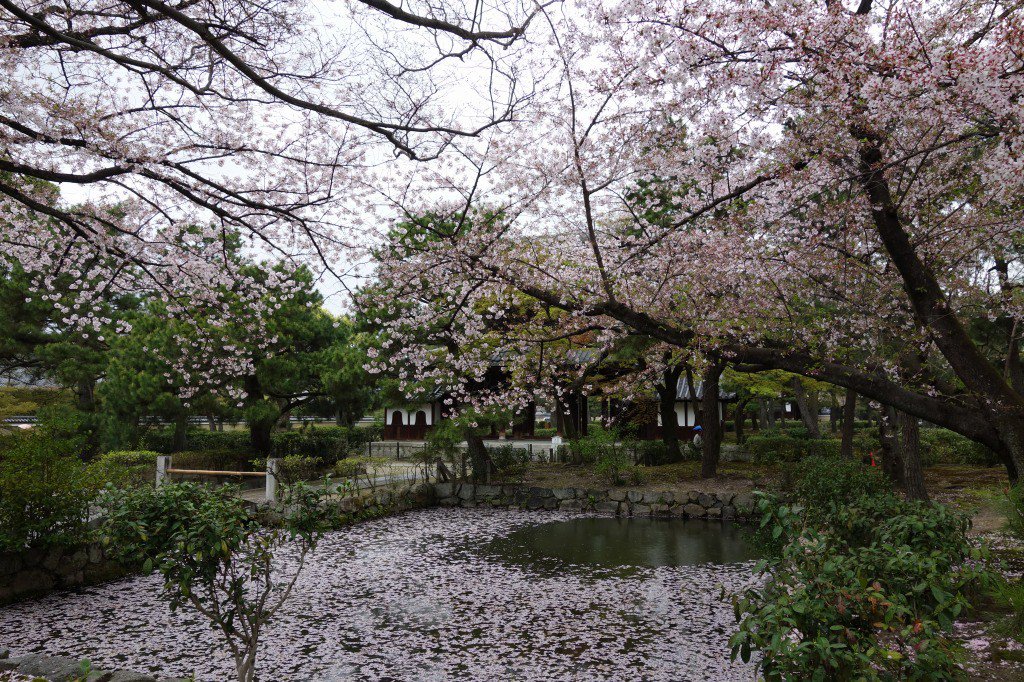 tralocal_JP's tweet image. #sakura #cherryblossom #tokyo #tokyosightseeing #localplace tralocaltrip.com/unique-culture…