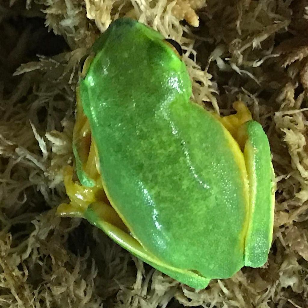 bushbark's tweet photo. Stunning colour #frogfriday #litoriagracilenta #gracefultreefrog #rrqi #rehab https://t.co/nSzGDBgE2j https://t.co/3IUABz7fxW