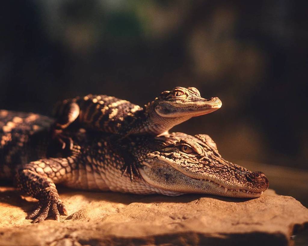 CalebGiki's tweet photo. An alligator riding an alligator because, MURICA! .
.
.
.
.
.
Shot with a Sony A6000
#SonyImages
#IG_color
#ig_mys… https://t.co/x9ZajYBoJU https://t.co/CzFEI1uV7s