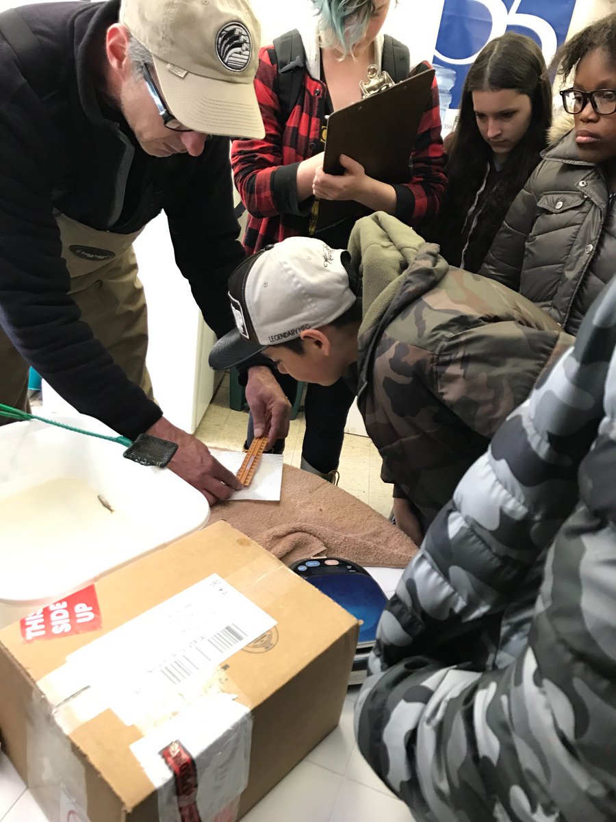 WestmountSS's tweet photo. Algebra and biology, experiential learning at it's best! #ymcaexchange @WestdaleSS @Westmount_HWDSB @kvenizel_wss @HWDSB https://t.co/5DVOw77yqS