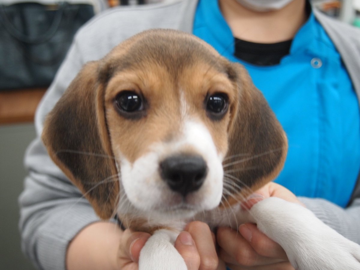 中央動物専門学校 Na Twitterze 学校に新しい仲間が増えました ビーグルのビーさく君 男の子 です W まだまだ赤ちゃんで見るものすべてに興味津々 人の指もガジガジしちゃいます 笑これから大きくなったらイベントにも参加するので一緒に成長を見守って