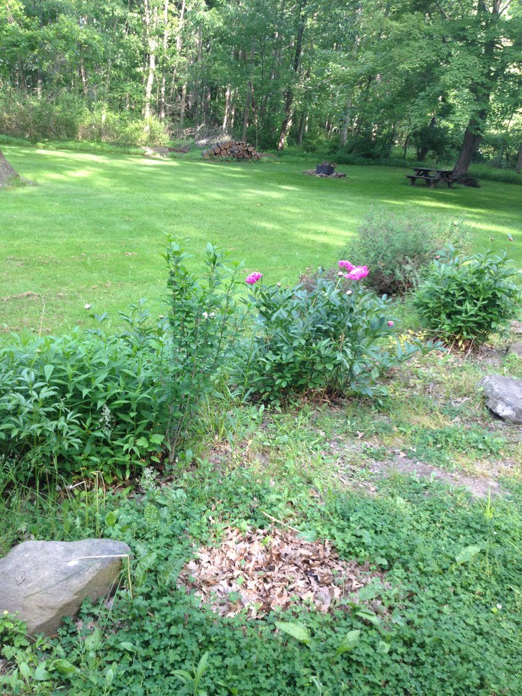 croninsinFL's tweet photo. This was when we first put our garden in, I loved the peonies! #MrsMeyersCrowd #sponsored https://t.co/sHD9s3hXev