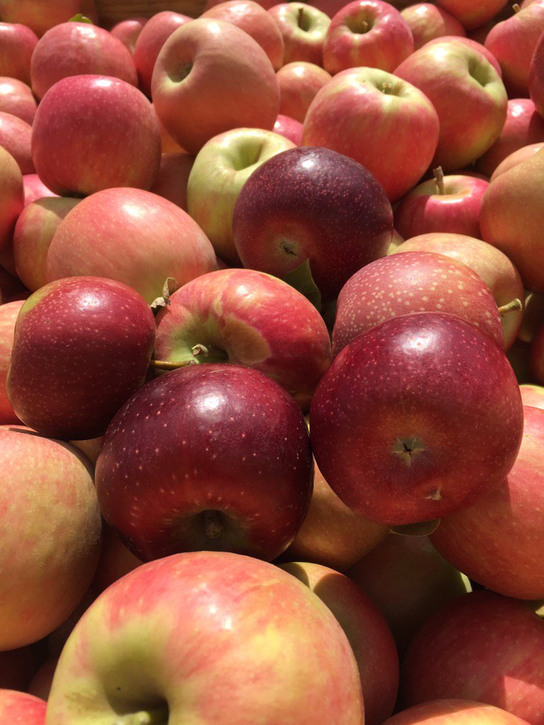 Bravo amongst Pinks. Cidery open Sat/Sun 12 to 5ish. #cheekygrogco #blossomtobottle #aussieapples #australiancider