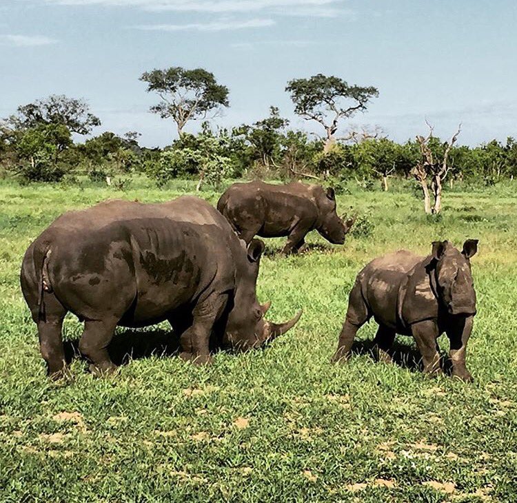 unEarthex's tweet photo. In the spirit of #rhinofriday here is one of our favourite pics of a recent sighting in #southafrica #safari 📸: @roryjloader https://t.co/PdN12raHTd