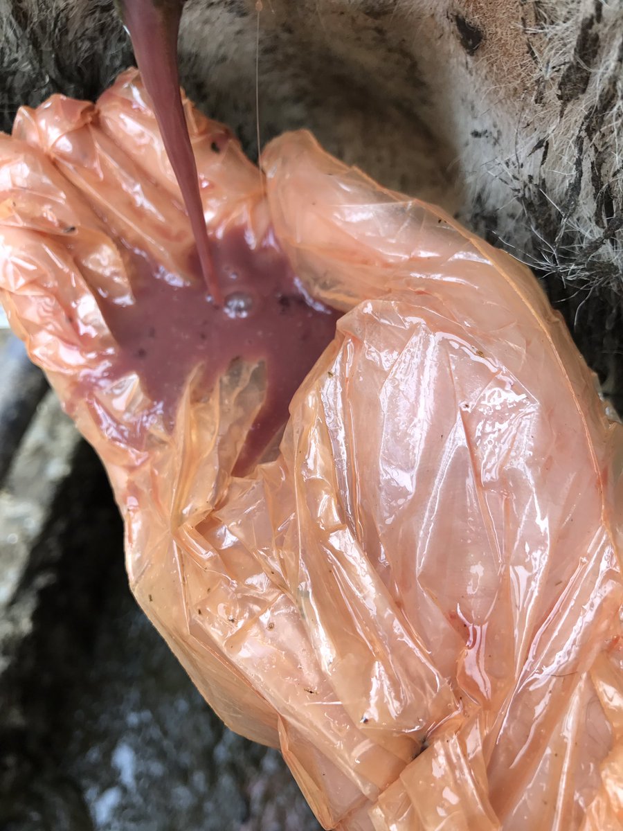 tommythevet's tweet photo. Cows like this won't go in calf with uterine infections 
Minimise metritis 
Take action early https://t.co/pjejX0tcWi