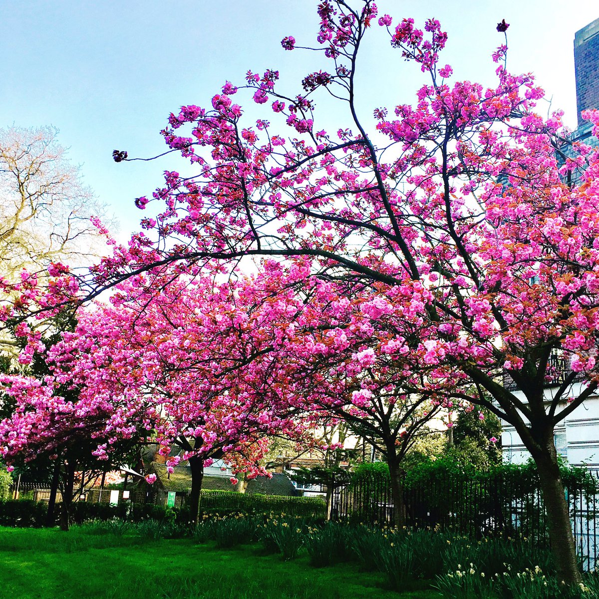TheWhatNowBlog's tweet image. SPRING 💫🌿 London you sure are a beauty in the spring. Happy Friday everyone!
#lovelondon #happyfriday #fridayfeeling #springtime