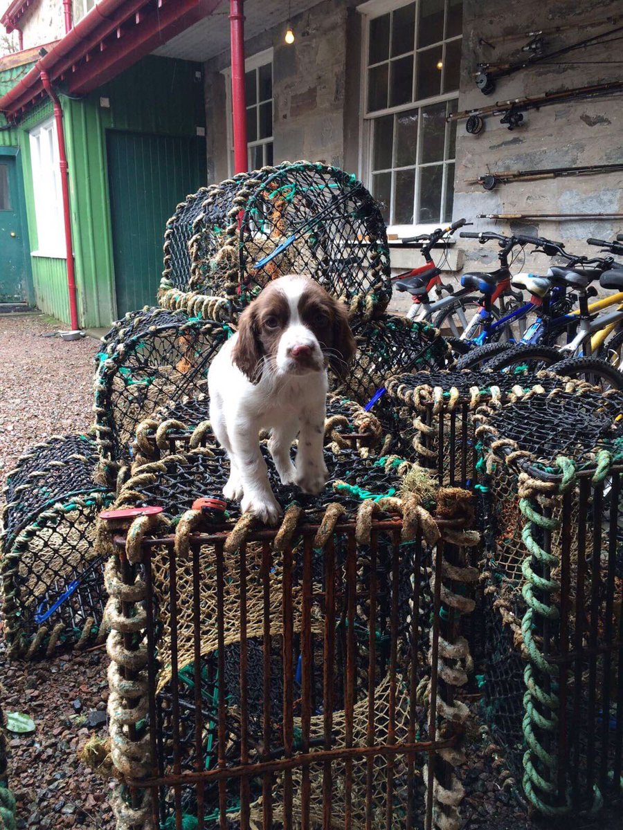 Seafood_shack1's tweet photo. Wee helper🐶 #everyoneneedsahelper #creels #ullapool #seafoodshack #crab #langoustines https://t.co/SaYvFB7rdR