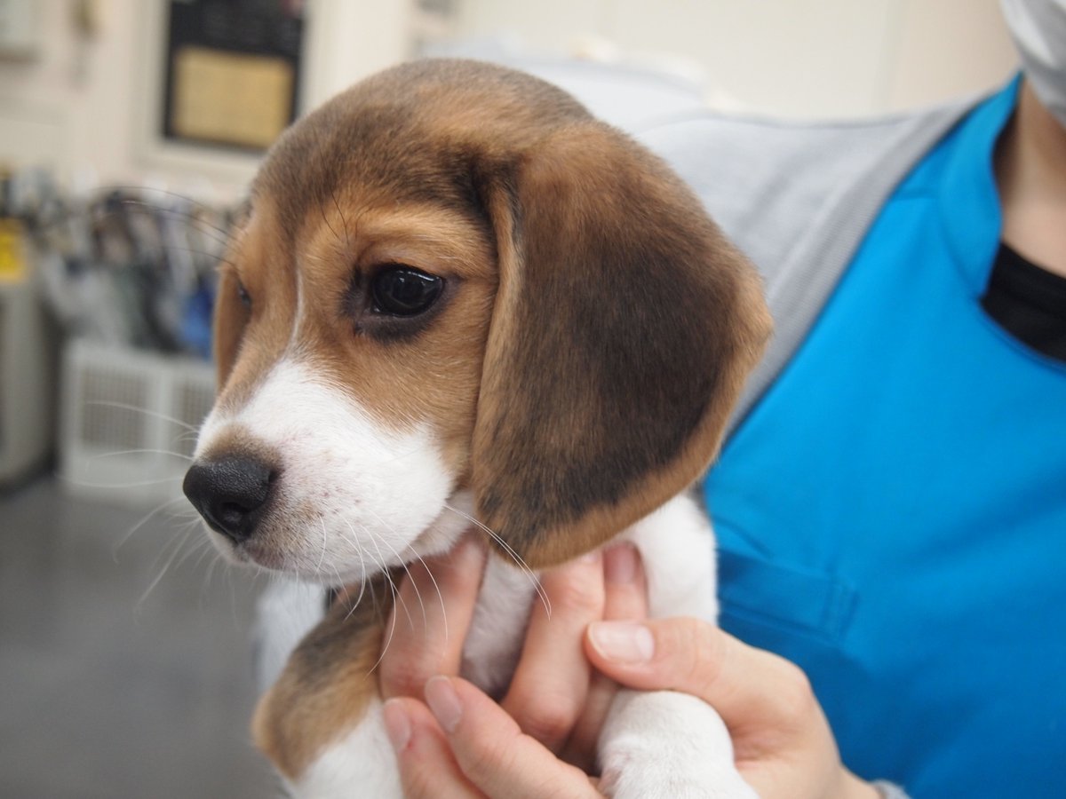 تويتر 中央動物専門学校 على تويتر 学校に新しい仲間が増えました ビーグルのビーさく君 男の子 です W まだまだ赤ちゃんで見るものすべてに興味津々 人の指もガジガジしちゃいます 笑これから大きくなったらイベントにも参加するので一緒に成長を見守っ