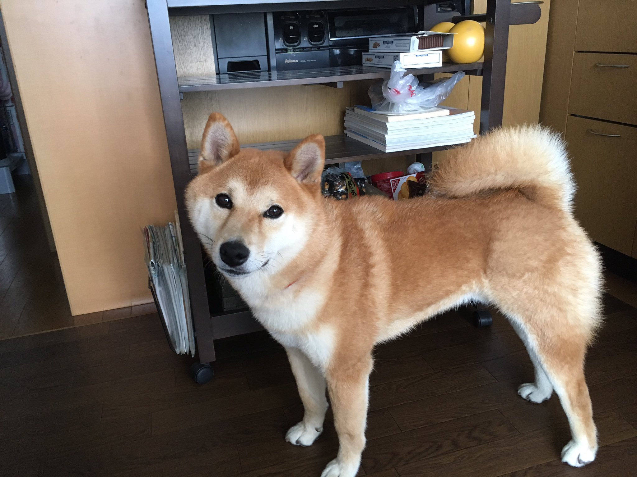تويتر 柴犬やまとの日記 على تويتر 最近よく言われるのは その子柴犬 私 あ はい柴です へ 柴犬ってこんなに大きくなるのねぇ これ 太ってるとは言われないけど秋田の子犬かと思ったとか結構言われるし やっぱウチの子ってデカイんやな