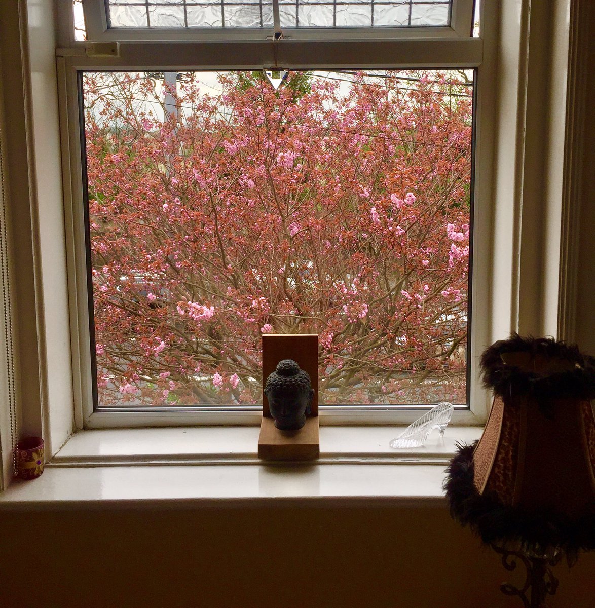 susanmaxwell777's tweet image. Always love when I wake up at this time of year to this #cherryblossom time #startingtobloom