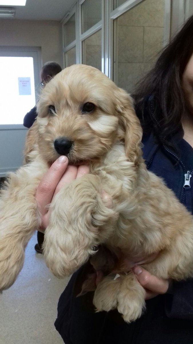rockerblonde's tweet photo. New addition to the family, God only knows what will happen to the garden. #puppy #cockapoo #balloffluff #razorteeth #butterwouldntmelt https://t.co/iQIFYpFKpM