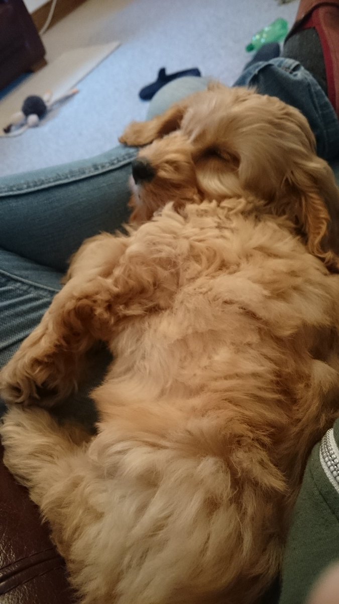 rockerblonde's tweet photo. New addition to the family, God only knows what will happen to the garden. #puppy #cockapoo #balloffluff #razorteeth #butterwouldntmelt https://t.co/iQIFYpFKpM