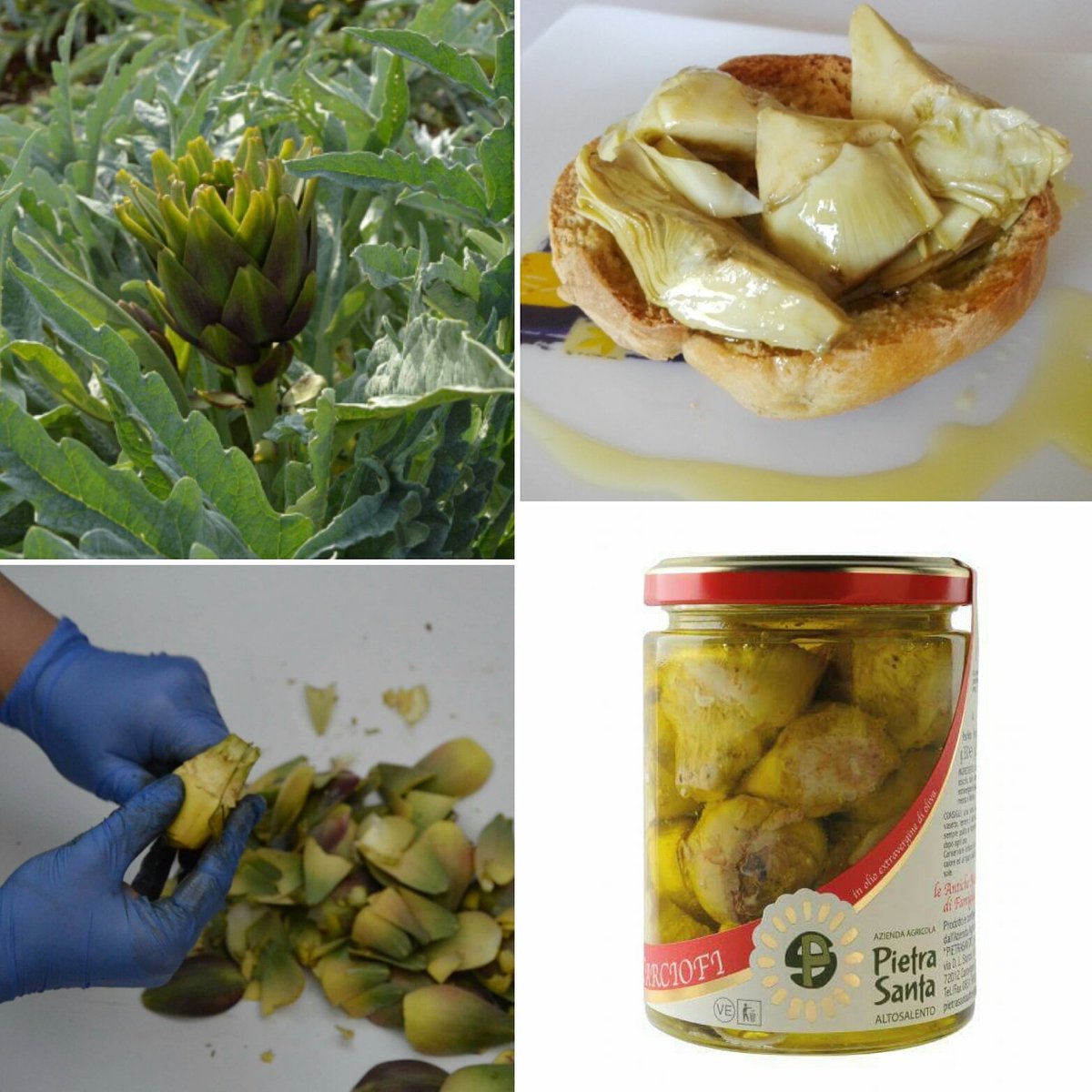 AzPietrasanta's tweet image. Dal nostro orto alla vostra tavola...
#carciofobrindisino #mangiaresanokarma #puglia #salento  #torreguaceto 
pietrasantaaltosalento.it