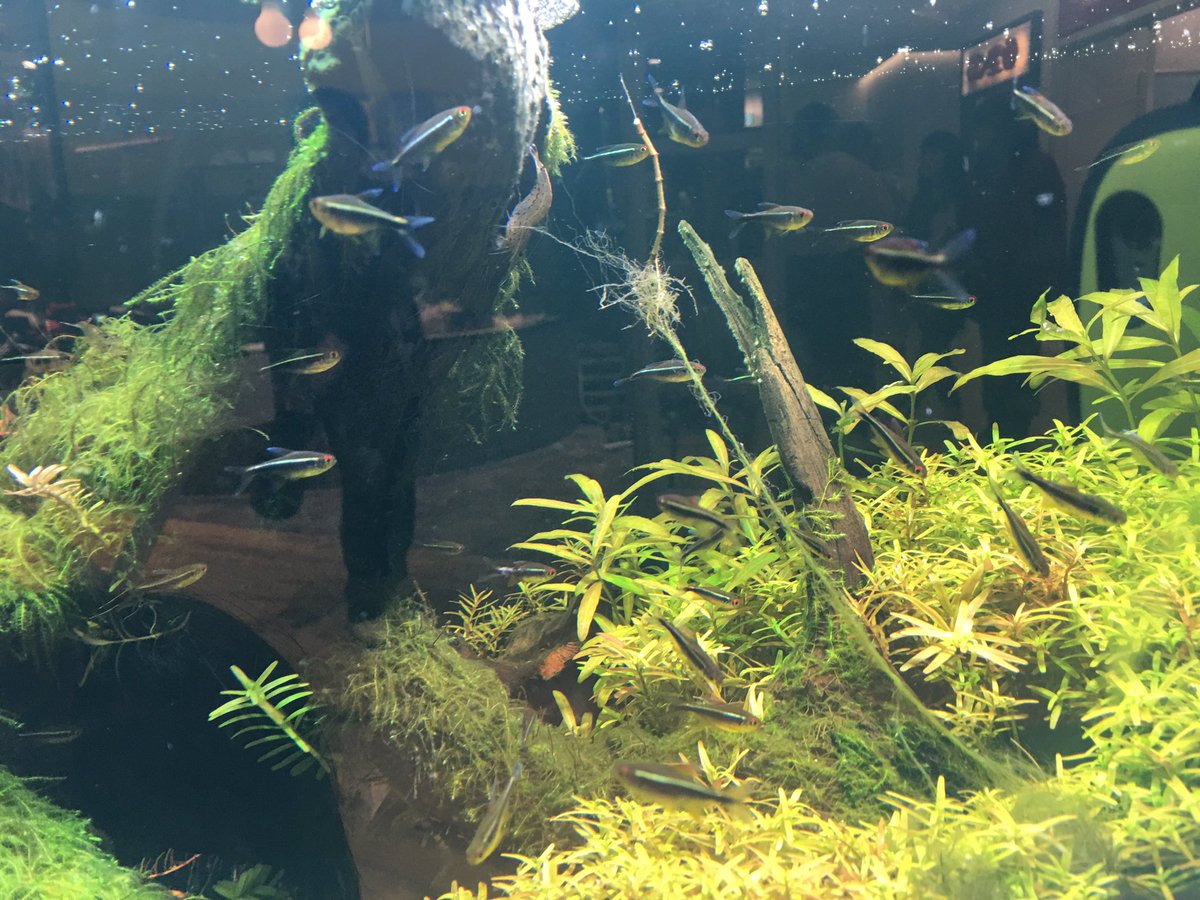 楽しい熱帯魚 楽しい熱帯魚