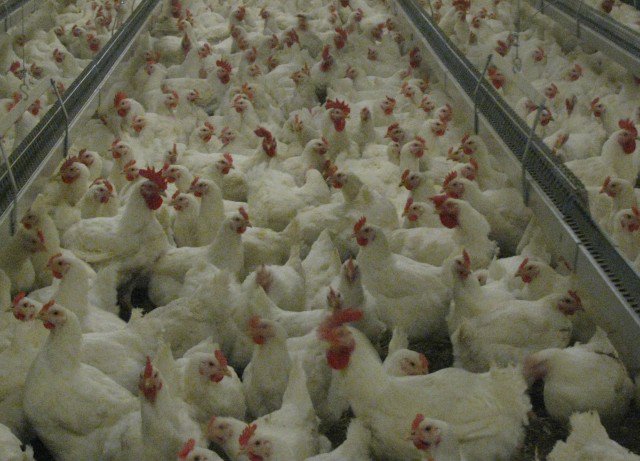 Боевики собрали "военнообязанных" под Шахтерском в целях пропаганды, - разведка - Цензор.НЕТ 6093