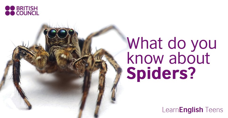 LearnEnglish_BC's tweet image. Are you afraid of spiders? Practise your #reading skills with this article! ow.ly/qV8E30aC4WN