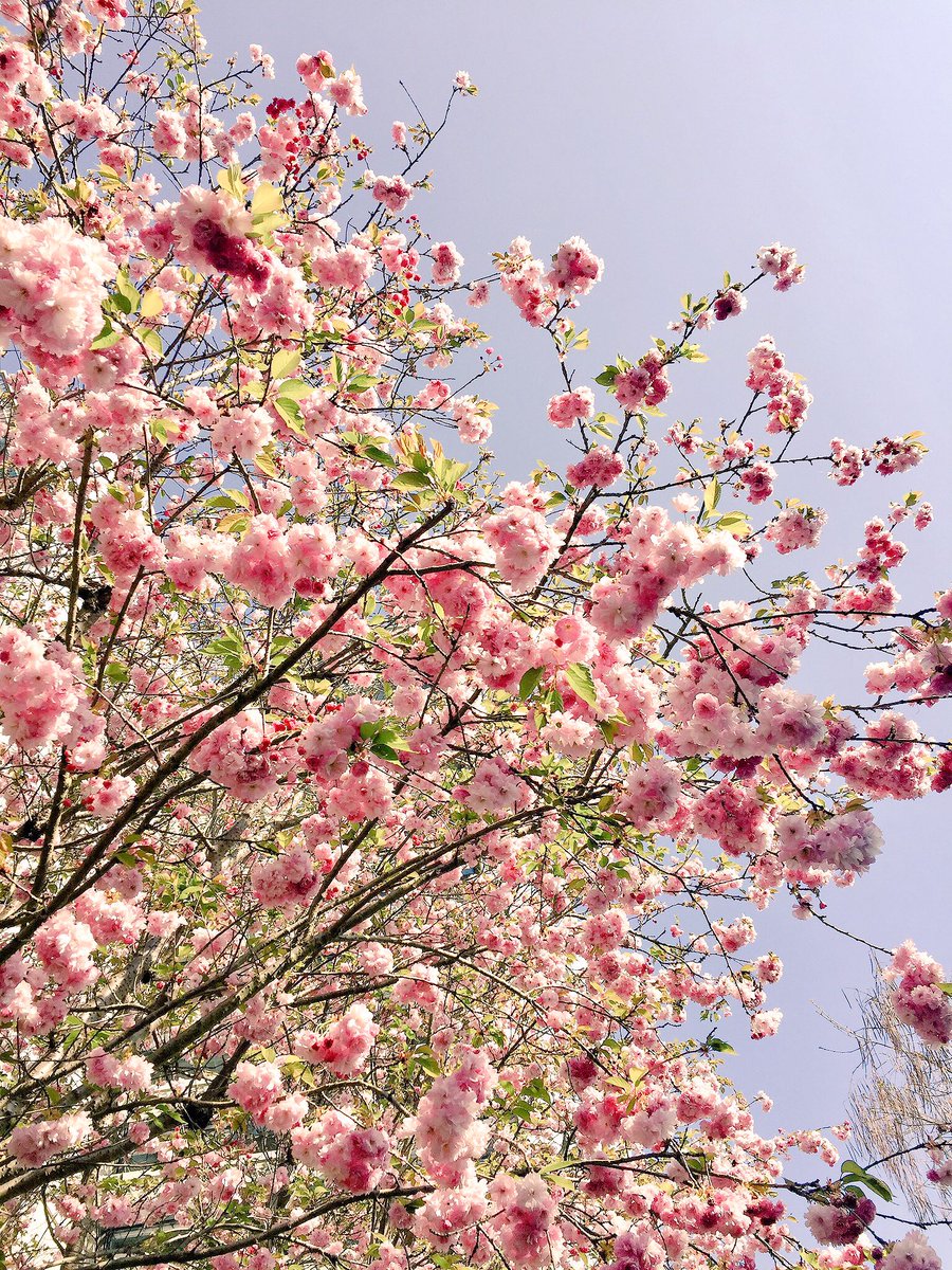 Myl3nT's tweet photo. 🌸 Blooming thoughts for our Japanese colleagues 🇯🇵 #WorkingAtAxens #Hanami https://t.co/wpIb3m0tBY