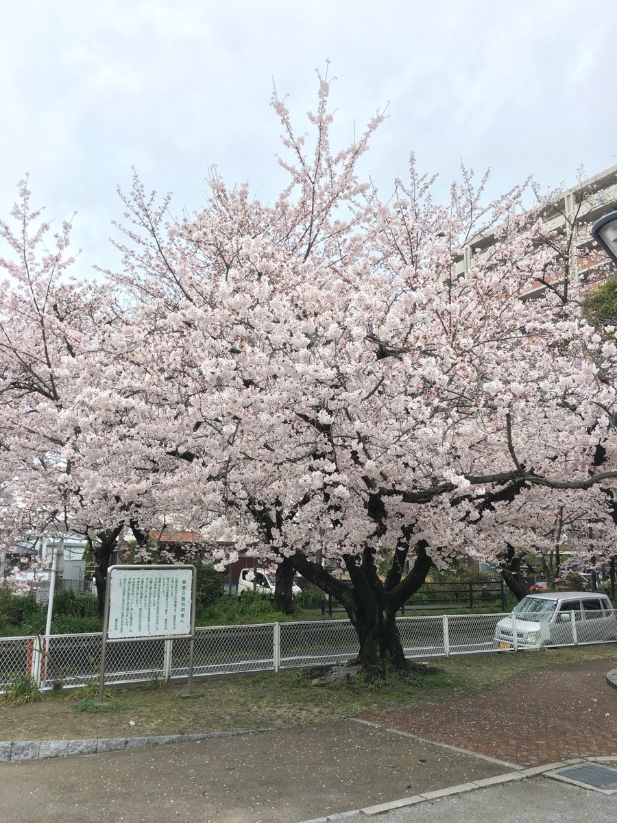 akore102's tweet photo. @Sagatuma 今日はあいにくの曇り空でした。
でも元気に咲いていました。 https://t.co/XZNXGeqOXx