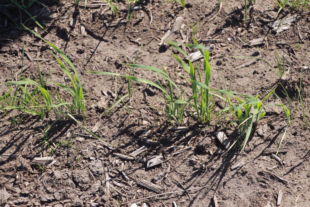 PGGWrightson_AR's tweet photo. Implantación de pasturas base Festuca #QuantumII y Lotus en Tandil. Buenos logros aunque falta agua! https://t.co/ScI9SkhsGe