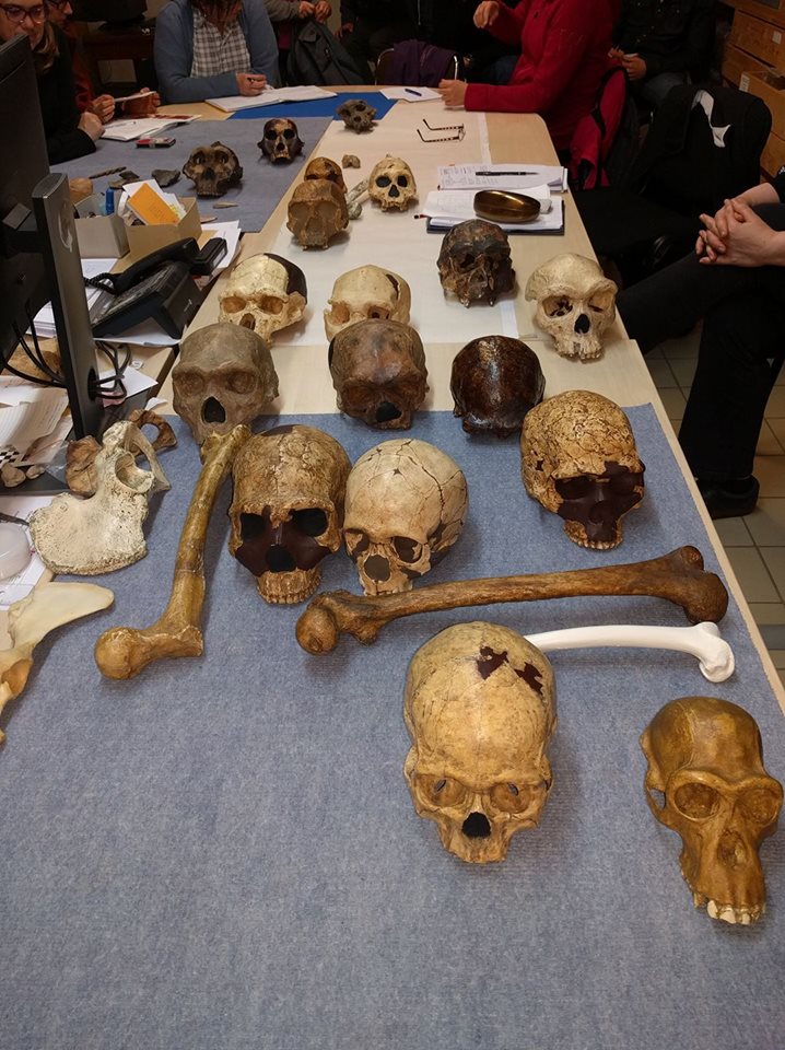 Atelier sur la lignée humaine <a href="/MuseedeTautavel/">Musée de Préhistoire de Tautavel</a> pour 15 enseignants en vacance avec <a href="/MPLS_MP/">MPLS-MP</a>