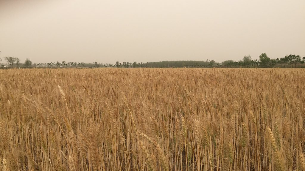 sanleaf's tweet image. Für regionale Märkte bauen wir auf unseren Feldern auch Bio Urweizen und Bio Knoblauch an. Beste Grüße aus dem Punjab / Indien

#vegan #bio