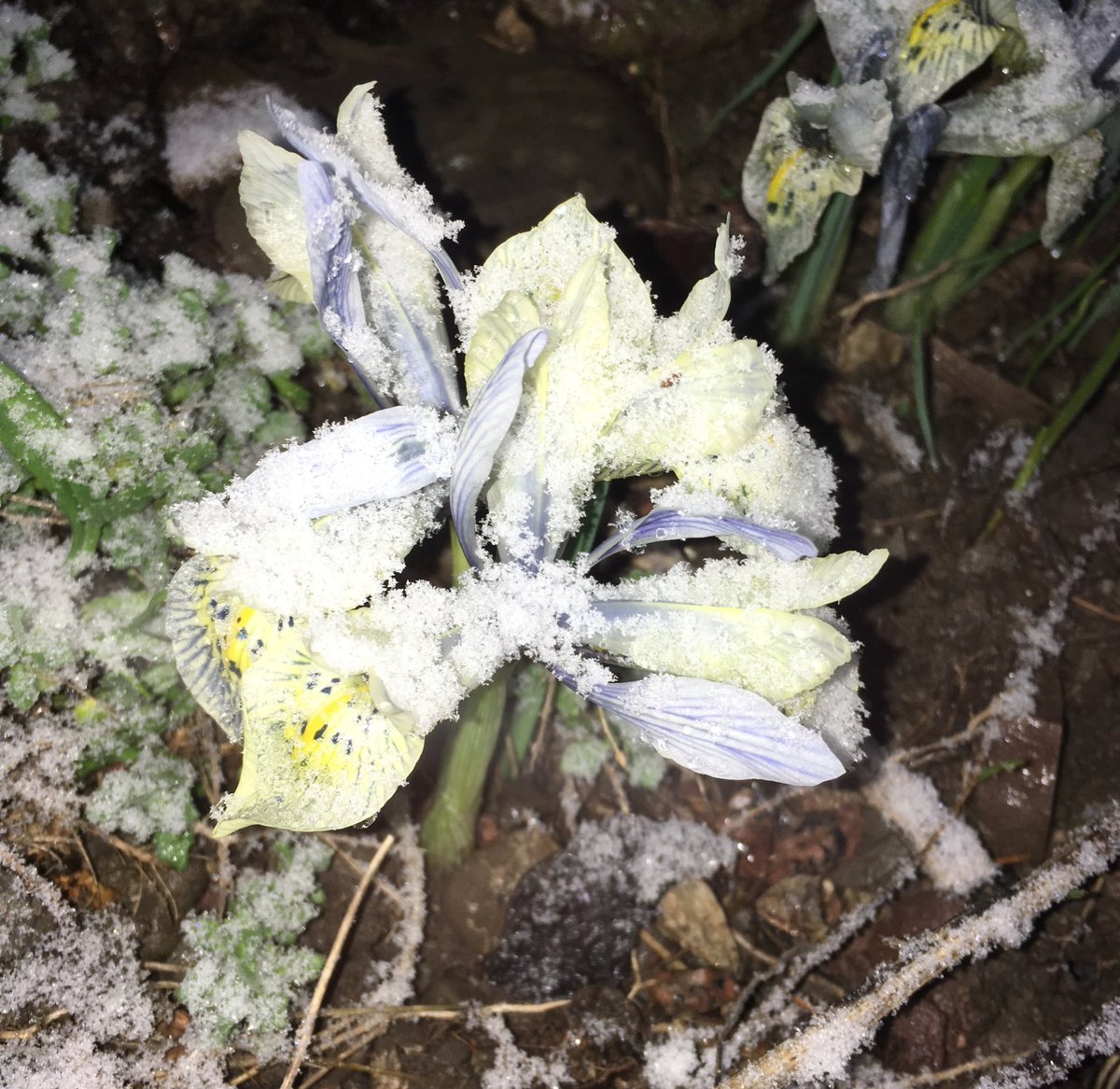 seanjamesdesign's tweet image. It's amazing that something as delicate as Katherine Hodgkin #ReticulatedIris can put up with cold and snow and still be THIS beautiful!