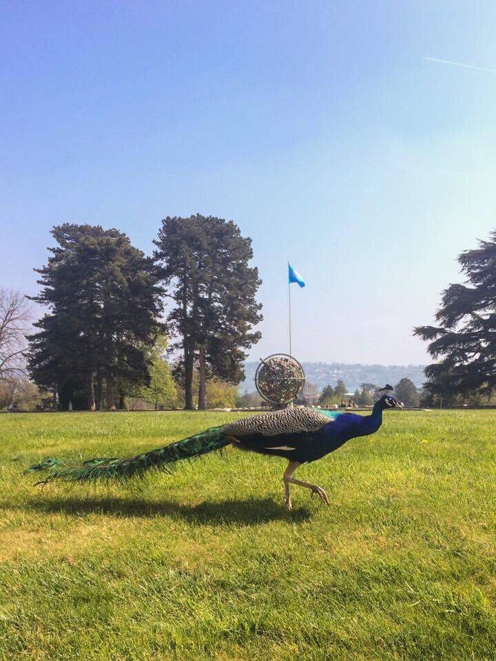 UNGeneva's tweet photo. A peacock enjoying a beautiful spring day on the grounds around the Palais des Nations. Behind is the Celestial Sphere.
#SpringAtThePalais https://t.co/OPWEpODg1Q