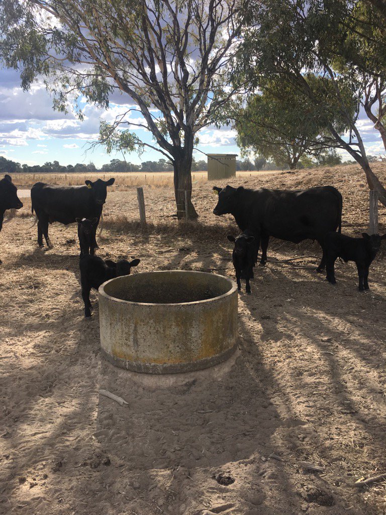 AnthonyJStevens's tweet photo. It's That time of the year for these little beauty's to have a calf #ShinbonerCattleCompany https://t.co/5crFBbUxr7