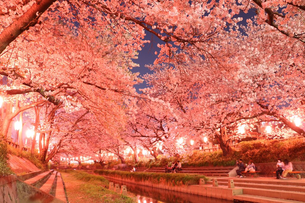 tomoton38's tweet photo. 今年も吹上の夜桜見にきた〜🌸
ここが1番写真盛れる😇 https://t.co/ZCfEr71YFW