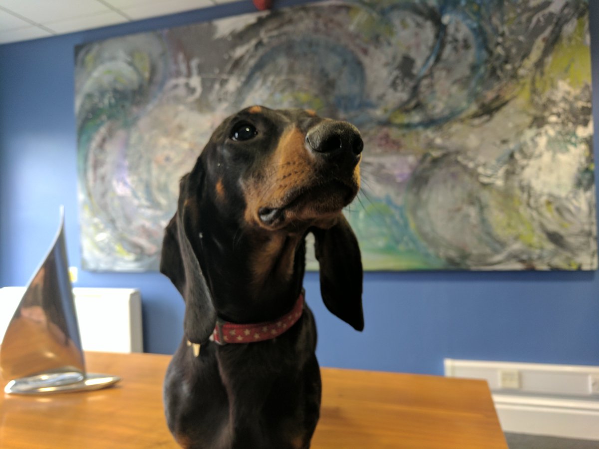 ChrisRossX's tweet image. For the love of DOGS! Bring your dog to work day at @JSGlobalTalent linkedin.com/pulse/love-dog… #dogs #work #puppy #cute #JordanSheppard #love