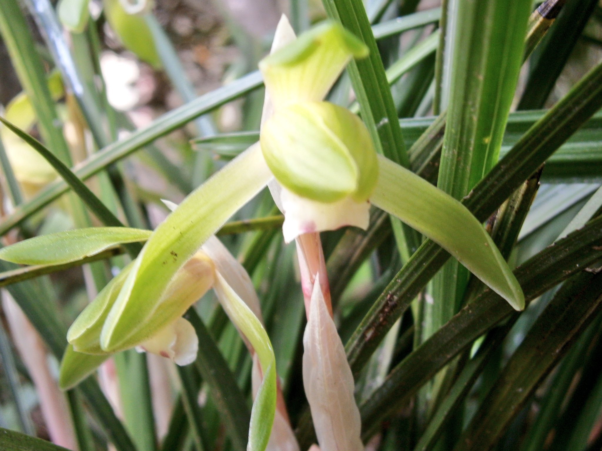 なおや Twitter वर シュンラン 春蘭 咲いてましたﾟ 名称の由来は春に咲くことから 春蘭 古くから親しまれてきた植物であり 別名ジジババである 春蘭 ジジババ 花写っと Iphone越しの私の世界 写真好きな人と繋がりたい T Co Xuocfb9qbs