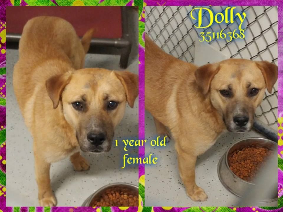 FriendsOfDuplin's tweet photo. 💛DOLLY
GOOD W CATS &amp; DOGS 
HW NEG
1 YR OLD😍
#DUPLINAC #DUPLIN #ILM #NC🇺🇸
#ADOPT #RESCUE
📞910-296-2159
➡️https://t.co/75FdF9TyB8 https://t.co/1G6wJbS5v0