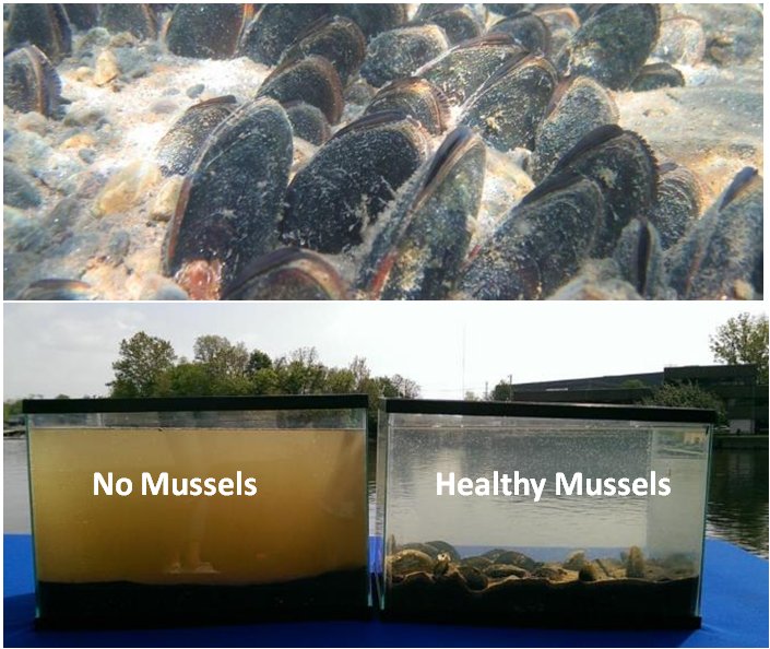Kreeger007's tweet photo. #MyScienceWill promote cleaner water by harnessing the power of beds of #MightyMussels. #seattlesciencemarch #CERFscience #EstuaryScience https://t.co/oufhoxeSHo
