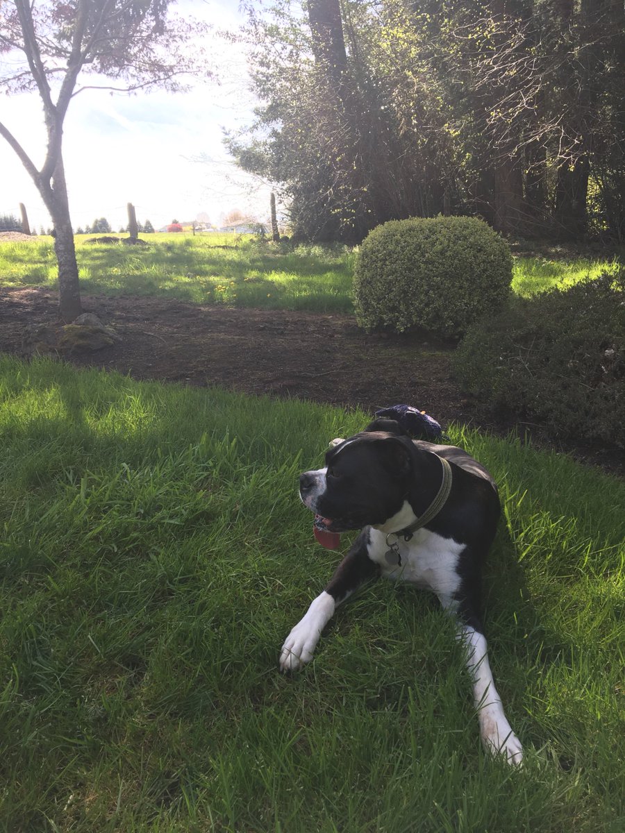 dbargaragedoors's tweet photo. Rafi the Service Dog says "Oregon City Garage Operator installations are fun in the sun!!!" 🌞#adventuresofrafi #oregoncitygarage #pdxgarage https://t.co/OfZo0AzLgD