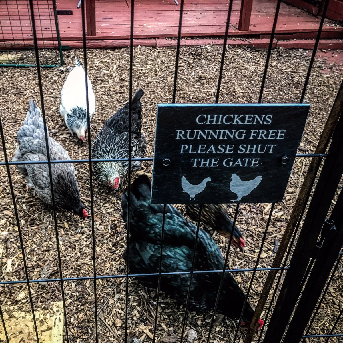 LeeSkilling's tweet photo. Sorted 🐓🐓🐓🐓🐓 https://t.co/KDDLdKpJ6i