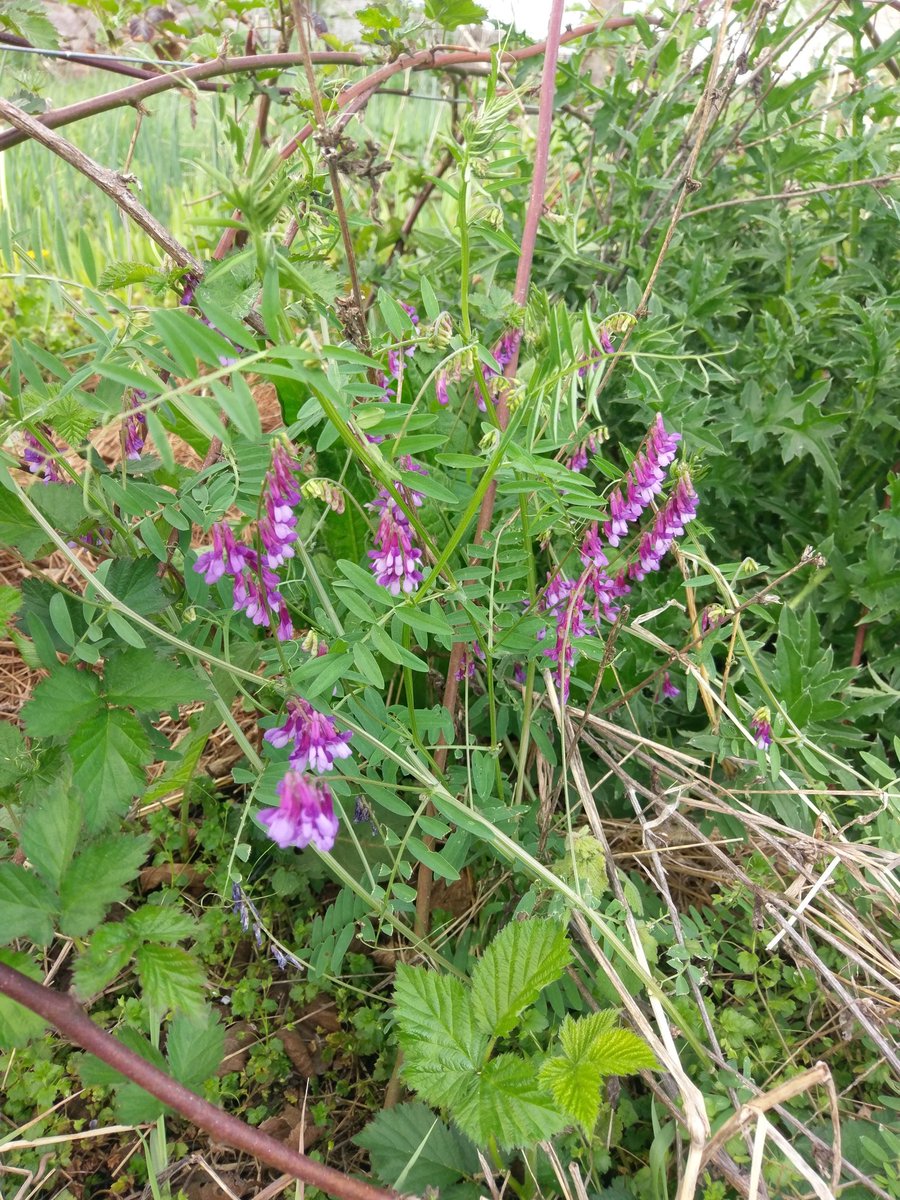 HomeplaceFarms's tweet photo. Hairy Vetch in bloom all over the farm #spring #conservation #cleanwater #legumes #soil #grassfed #beesloveit #bees #BEEF https://t.co/UtQtFd424e
