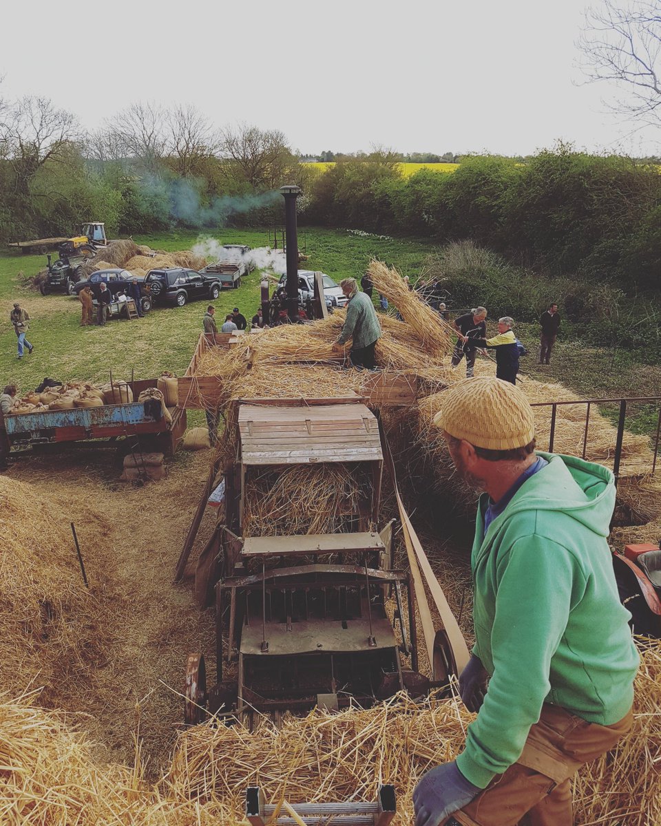 TheNTSGA's tweet photo. Thrashing day at Hoxne Suffolk #lonstrawthatch #thatchingstraw https://t.co/2u27KMv6oY