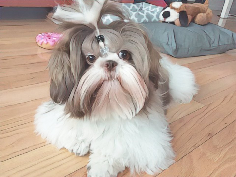 ShihTzuMolly's tweet photo. The weather's warm, but I feel hot! People say I look like a mop. Time for a #haircut? #shihtzu https://t.co/BOVVdaTwYs