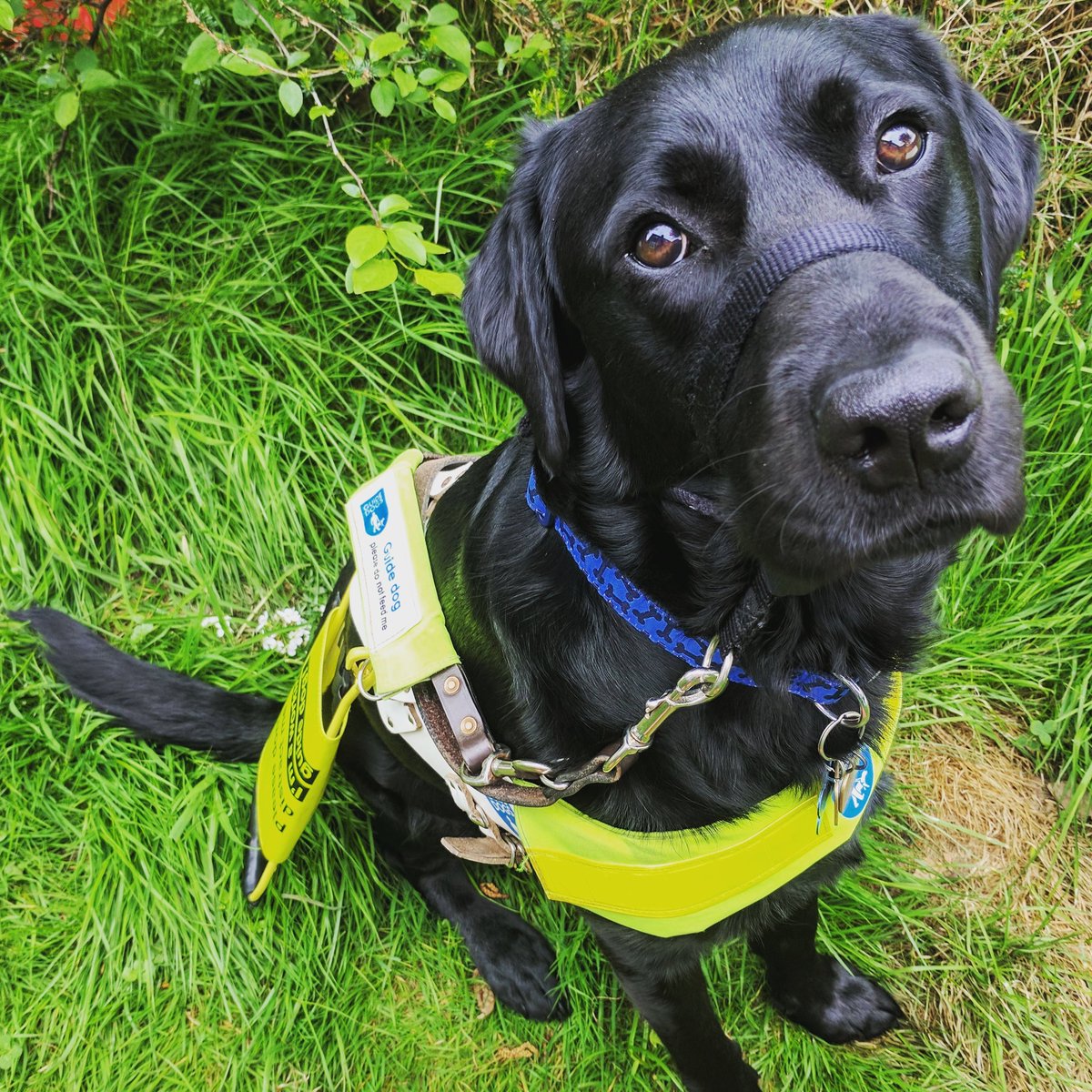 jadeylou93's tweet photo. #GuideDogToffee has had a very busy day, looking so handsome in his harness 😍 #GuideDogs #dogoftheday #cutedog #LifeChanger #handsome #❤️ https://t.co/dTMzaixjEs