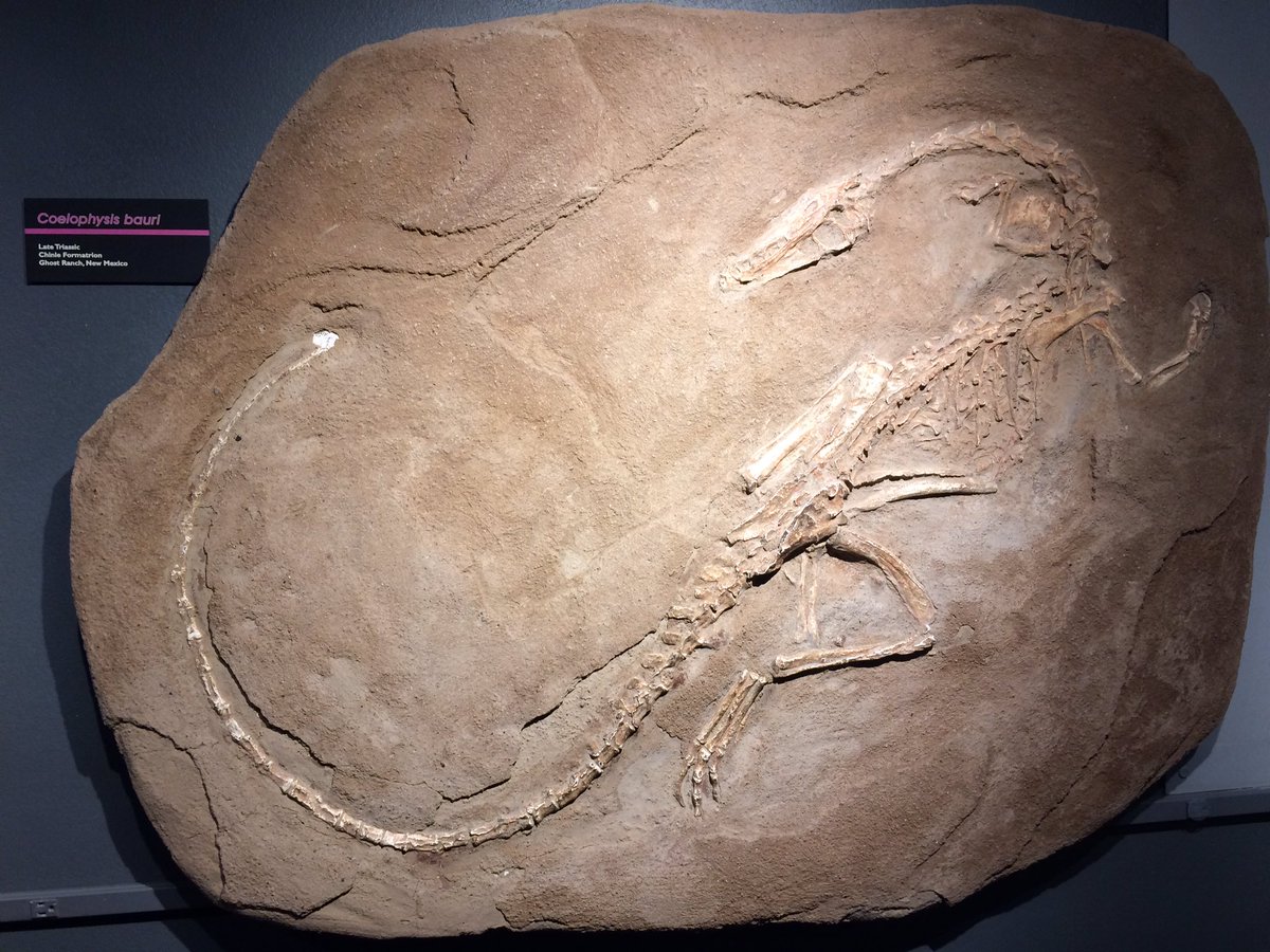 DitiJay's tweet photo. #Coelophysisbauri was a rather impressive #carnivore from the #LateTriassic.
#GhostRanch #NewMexico #FossilFriday #Fossils @AzMNH https://t.co/NaimvDJzDO