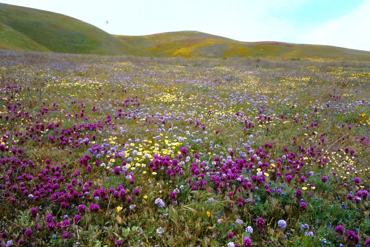 Gideon Brower tweet media