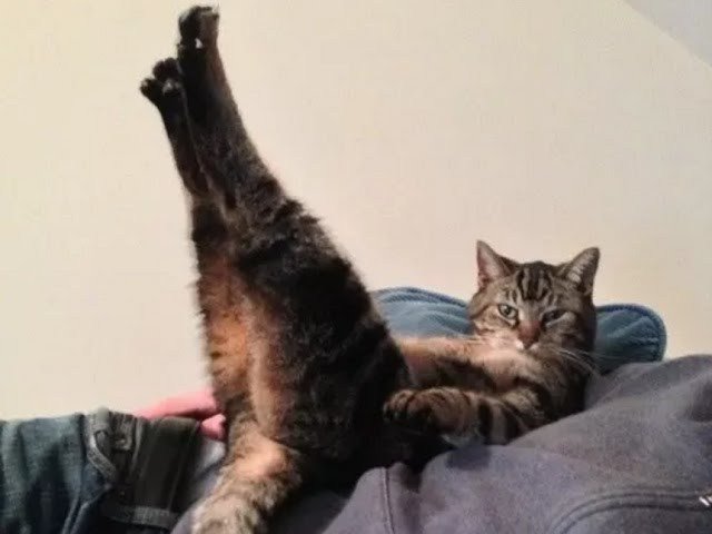 猫まとめ 猫まとめ 吹いたら負け ジワジワ来るww ネコのおもしろ画像 変わった寝相で寝る猫 他 猫の画像まとめ 思わず吹く T Co Gjzb1dbpgn T Co Dwlbzeijlo Twitter 猫まとめ 猫まとめ 吹いたら負け ジワジワ来るww ネコのおもしろ画像 変わった寝相で寝る猫 他 猫の画像まとめ 思わず吹く T Co Gjzb1dbpgn T Co Dwlbzeijlo Twitter